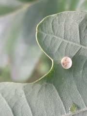 Neuroterus albipes