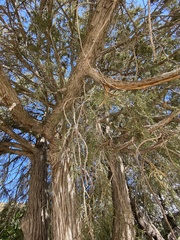 Juniperus thurifera