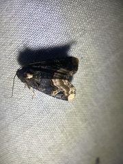 Homophoberia apicosa