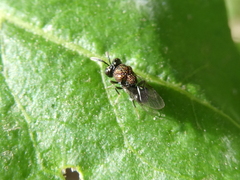 Perilampus aeneus