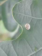 Neuroterus albipes