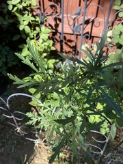 Ambrosia psilostachya