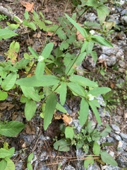 Croton glandulosus
