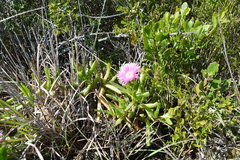 Carpobrotus deliciosus
