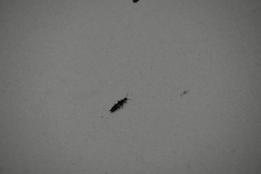 Euborellia annulipes