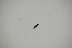 Euborellia annulipes