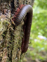 Diplopoda
