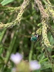 Augochloropsis metallica
