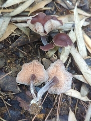 Gymnopus brassicolens