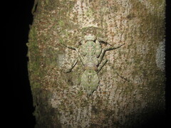 Theopompa ophthalmica