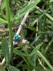 Augochloropsis metallica