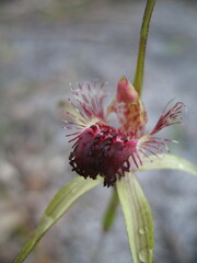 Caladenia heberleana