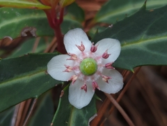 Chimaphila maculata