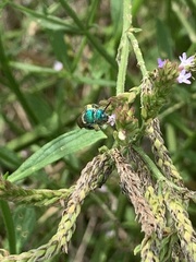 Augochloropsis metallica
