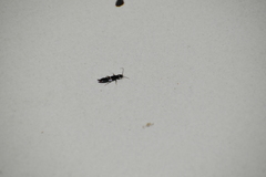 Euborellia annulipes