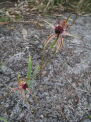 Caladenia heberleana