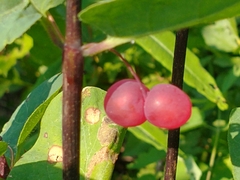 Lonicera utahensis