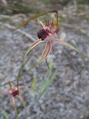 Caladenia heberleana