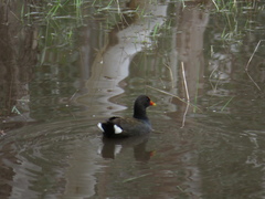 Gallinula tenebrosa