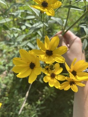 Coreopsis