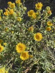 Grindelia squarrosa