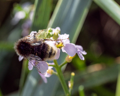 Bombus humilis