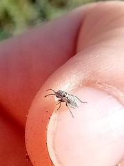 Lygaeoidea