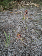 Caladenia heberleana