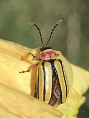 Disonycha pluriligata