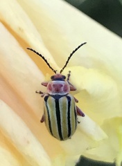 Disonycha pluriligata