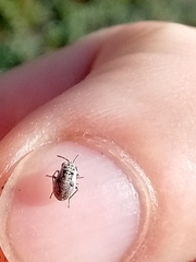 Lygaeoidea