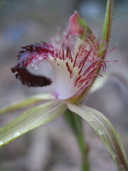 Caladenia heberleana