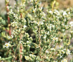 Symphyotrichum ericoides