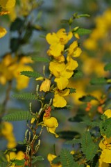 Chamaecrista fasciculata