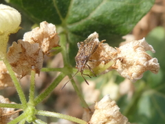 Stictopleurus punctatonervosus