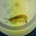 Planktonic Amphipod - Photo (c) Rachael, some rights reserved (CC BY-NC), uploaded by Rachael
