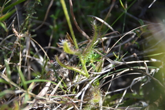 Drosera cistiflora