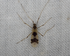 Erioptera venusta