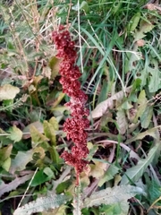 Rumex longifolius