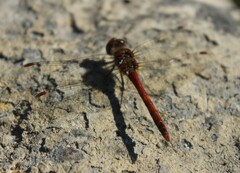 Sympetrum vulgatum