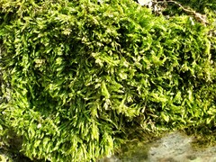 Rhynchostegium confertum