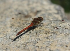 Sympetrum vulgatum