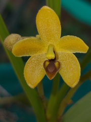 Callostylis rigida