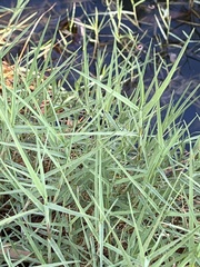 Distichlis spicata