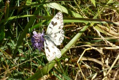 Melanargia russiae