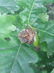 Andricus quercuscalicis