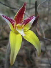 Caladenia flava