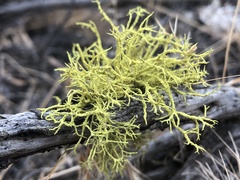 Letharia vulpina