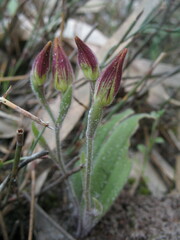 Caladenia flava