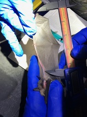 Myotis velifer